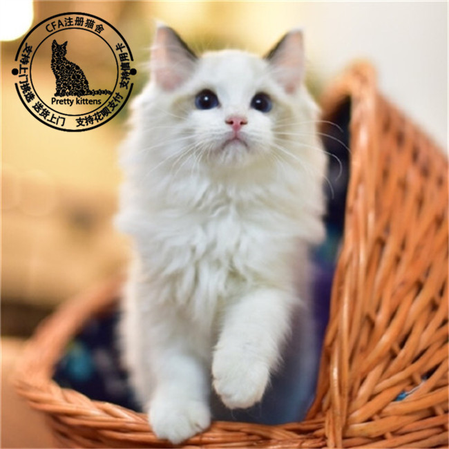 创意狗狗名:为你的毛孩命名,开启无尽乐趣